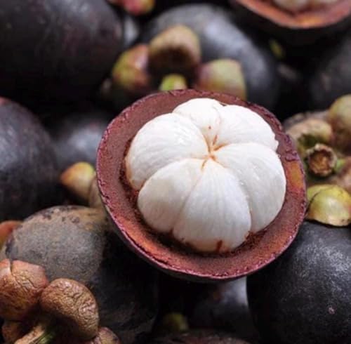 Mangosteen Seed Oil, Organic, Cold Pressed, Unrefined, Natural, 2 Fl Oz