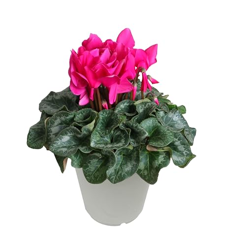 Ԃ̃Mtg VN  NX}X  A  a 5  Ε Ε