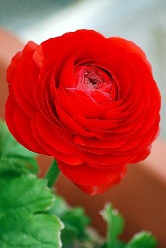 Radha Krishna Agriculture® Ranunculus Bulbs flowers plants for home Ornamental Flowers, Beautiful Cut Flowers, Suitable for Planting in and Outside The Courtyard (Pack of 6, Red) (B09DP5CVQS) Amazon Price History, Amazon Price Tracker