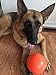 Virtually Indestructible Best Ball for Dogs, 6-inch,Colors May Vary