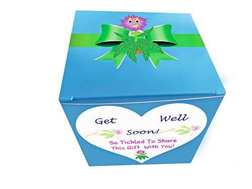Get Well Gift Plant - Tickleme Plant Gift Box Set - Grow The Plant That Closes Its Leaves When You Tickle It Or Blow It A Kiss. It Also Grows Pink Cotton Candy Like Flowers. Sure To Make Them Smile. #TOP4