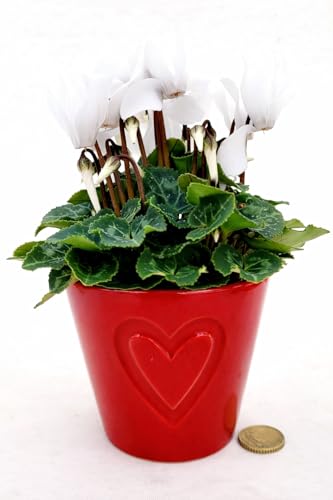 POWERS TO FLOWERS - CICLAMINO MICRO BIANCO, VERSIONE XXS, VASO 6CM Diametro, IN VASO CERAMICA CUORI, piante vere