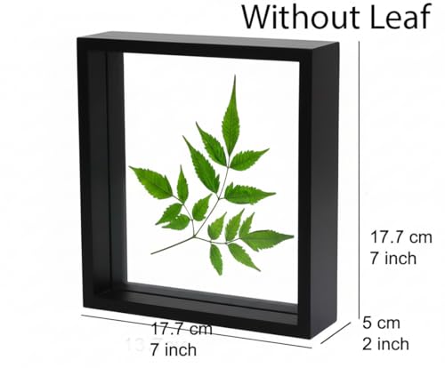 Image of Desi Rang Wooden Frame for Wall Decor Table top Hanging Any Green or dry plant Leaf Picture Photo DIY Gift Home decoration (Black,Sqr,7x7 inch,without leaf)