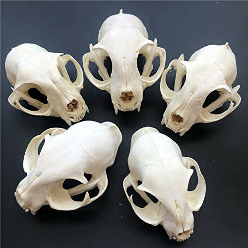 Taxidermy Real Bone Skull, Animal Bones Real for Craft, Skull Decoration for Home, Specimen Collectibles Study, 3' (3)