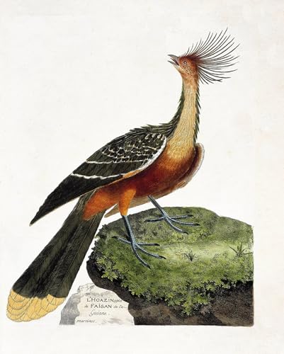 Affiche Hoazin de François Nicolas Maritinet poster d'art nature oiseau pour bureau 60x90cm