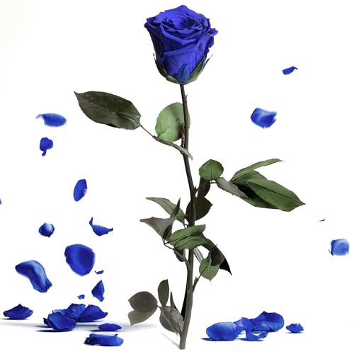 Le rose blu conservate sono vere rose di alta qualità, raccolte a mano e durano per sempre grazie a un processo di conservazione e non sbiadiscono, senza che i fiori appassiscano
