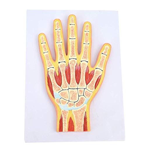 Buy Anatomy Model, Human Anatomy Science Models - Hand Joint Model -PVC ...
