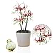Amaryllis Zwiebel Chico - 1 Blumenzwiebel in Großformat 26/30 - Exklusive Blumenzwiebeln Amarillis - Echte Pflanzen aus Holland - Hippeastrum Zwiebeln (keine Samen, Wachs und nicht künstlich)