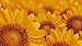 PUZZLECABIN Jigsaw Puzzle 3000 Pezzi Giocattolo Girasole C Jigsaw per Adulti Jigsaw Jigsaw Gioco di Abilità per Tutta la Famiglia