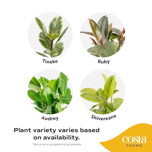 Image of Costa Farms Indoor Live Plants in Decorative Pot, Indoor Houseplant, Perfect for Home, Room, or Office Decor, Great House Warming or Birthday Gift, 12-18 Inches Tall, Pack of 6