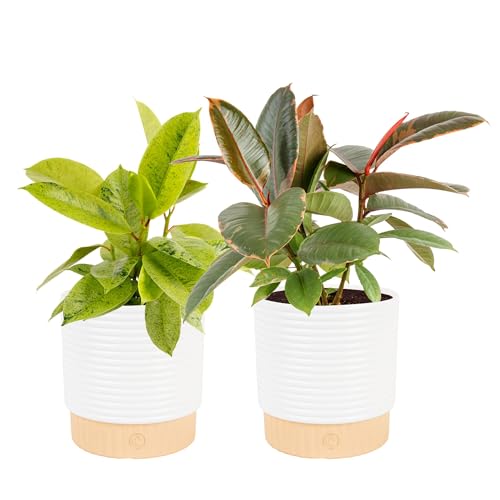 Costa Farms Ficus Live Plants (Pack of 2) – Easy to Grow Indoor Houseplants