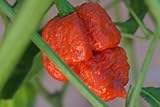 JPK Seed Company Carolina Reaper Pepper HP22B Worlds Hottest Chile Pepper