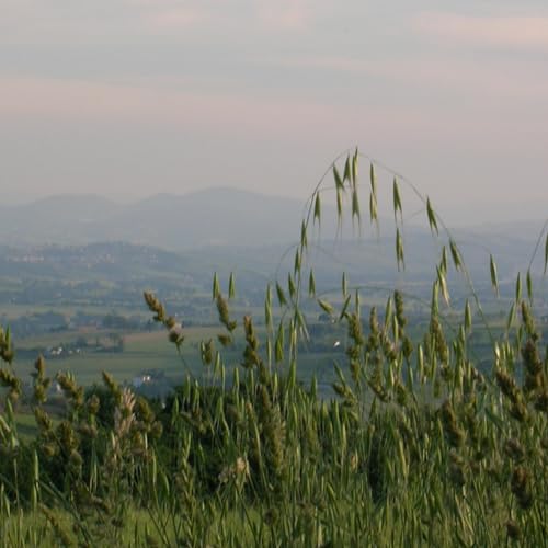 Gatsby's Music: In the Beginning