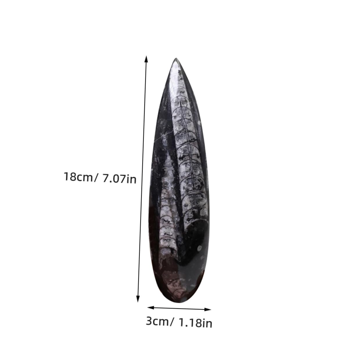 Fósil de Orthoceras Negro de Mineral, Muestra Didáctica