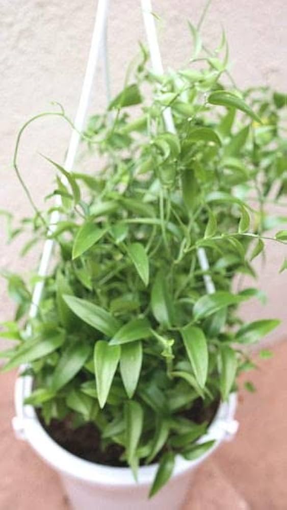 アスパラガス　スマイラックス　苗　観葉植物　グリーン　沖縄 楽天市場】アスパラガス スマイラックス苗 観葉植物 販売 通販