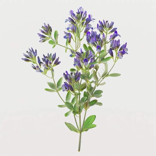 1500 Semillas de Alfalfa (Medicago sativa) - SemiSauvage Permacultura