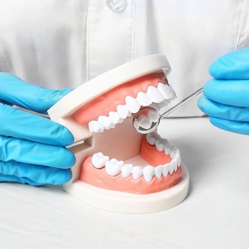 Rosenice Anatomisches Zahnmodell Gebiss, Professionelles Dental Demonstrationsmodell aus PVC, Zahnersatz-Mundmodell Demonstration, Erweiterbar um 180° für Zahnunterricht oder Mundpflege