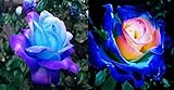 Rare Blue Pink Roses Plant Seeds Balcony Garden Potted Rose Flowers