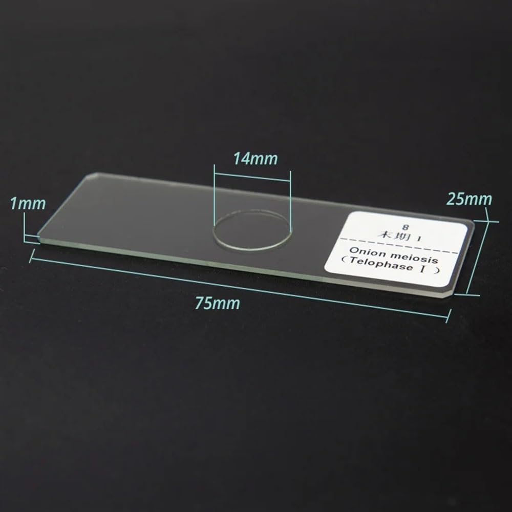 Kit accessori per microscopio Vetrini for microscopio biologico Vetrini preparati for l'insegnamento 12 pezzi/scatola Vetrini per microscopio