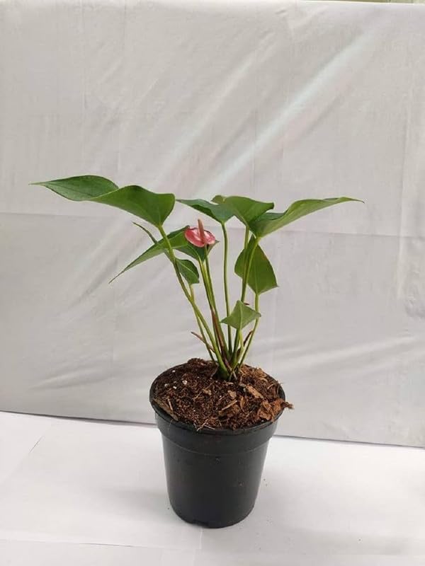 Image of Anthurium Live Plant, Red Flowering Indoor Plant, Baby Plant with Blooms in 30 Days with pot