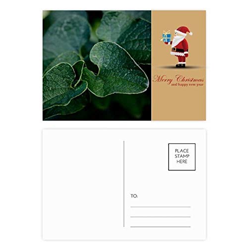 Cartes postales motif feuilles sombre pour décorer un bureau ou écrire un mot