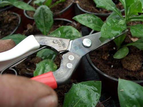 Image of Okatsune Onion Shears NO.306