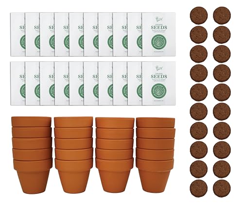 BUZZY Seeds Spruce Terracotta Mini Grow Pots – Indoor Tree Starter Kit Bulk 20-Pack – DIY Planting Kit – Grow Mini Spruce Trees for Gardening, Classroom Projects, Crafts, Gifts & Earth Day
