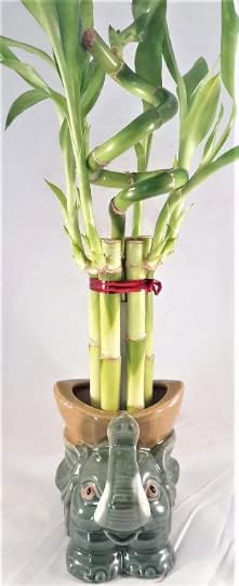 Miniatura 2 de Arreglo de plantas de bambú de la suerte con 7 tallos en espiral vivo, adorable elefante bebé, plantas vivas para decoración del hogar