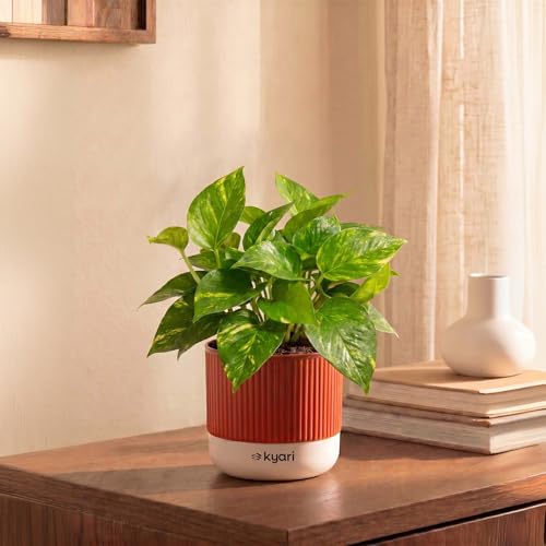 Image of Kyari Good Luck Money Variegated Live Plant with Red Brick Self Watering Pot 4 Inch - Money Plant Indoor Live Plant with Pot for Home, Living Room - Lucky Vastu Air Purifying Plant