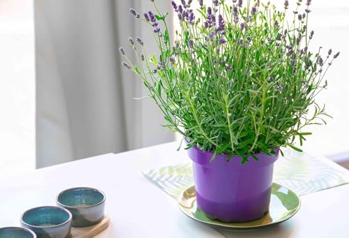 Image of Bigreen Live Lavender Plant with Pot | Aromatic Shrub plants for Home Garden, Balcony, Indoor & Outdoor Decor | Year-Round Purple Blooms | Low-Maintenance, Sun-Loving Herb