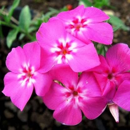 Green World PHLOX BEAUTY LEOPOLDII PINK FLOWER SEEDS FOR KITCHEN GARDENING (10 seeds) (B09KXZJ6TV) Amazon Price History, Amazon Price Tracker