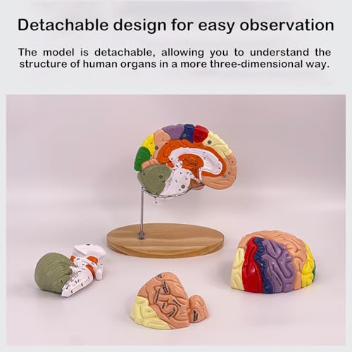 Mannequin humain AMITD code couleur pour éviter les erreurs d'anatomie