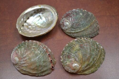 4 PCS Natural Green Abalone SEA Shell (ONE Side Polished) 2 1/2