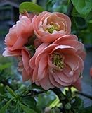 Baumschule Pflanzenvielfalt