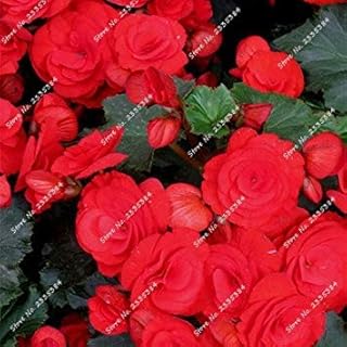 RIC 10: Libera la Nave `` `calda 40seeds diffenent Misto Farfalla orchidea Bonsai di semi di Fiori di Orchidee Vaso di Fiori pianta da giardino domestico di DIY 10: Only Seeds