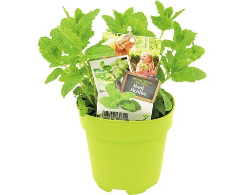 Menta de Jardín Natural Planta Aromática y Refrescante para tu Terraza