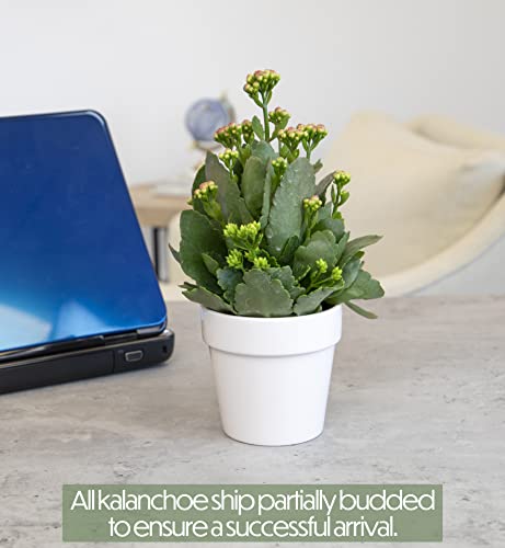 Kalanchoe Plant Succulents Plants Live Houseplants In White Planter, Live Succulents Live House Plants, Succulent Plants Live Plants Indoor Plants, Live Succulent Plant Lover Gifts By Plants For Pets #TOP4