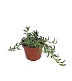 String of Bananas Succulent - Senecio radicans - 2.5" Pot