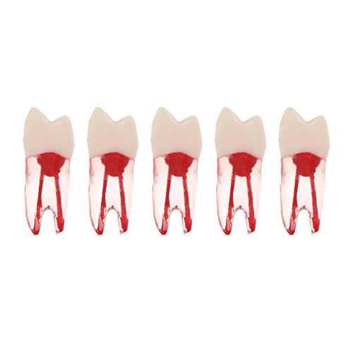 Debksgeoti DETESI-20230331-M8007 5Pcs Dental Root Canal Pulp Cavity Teeth Model Endodontic Practice Rct Typodont M8007 11# 14# 16# 21# 33# 34# 35# 36# 44# 45# Practicing Study Teach cover