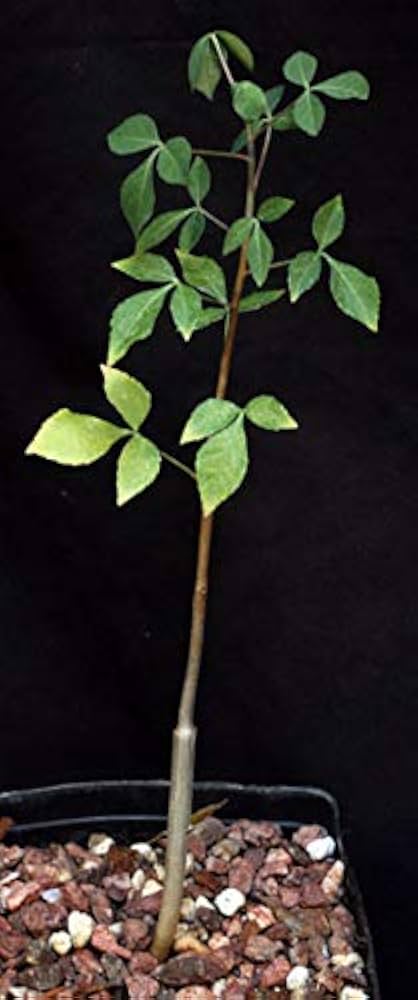 Amazon.co.jp: 【種子】Commiphora campestris var. Campestris