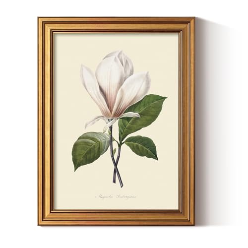 ARPEOTCY Vintage Botanical Wall Art Framed, Antique Magnolia Floral Illustration with Gold Frame, Classic Wall Decor for Living Room Bedroom or Bathroom, 12x16 Inch