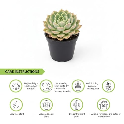 Image of live plants (LXM)