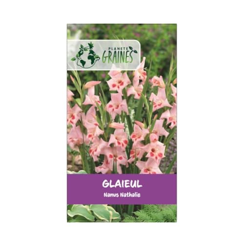 5 bulbes Le Glaïeul Nathalie Nanus (nain) - coloris rose/blanche/crème