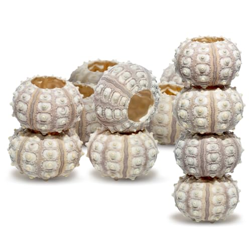 Nautical Crush Trading 12 Purple Sputnik 1.5-3" Sea Urchin Shells - Air Plant Holder - No Plants Included