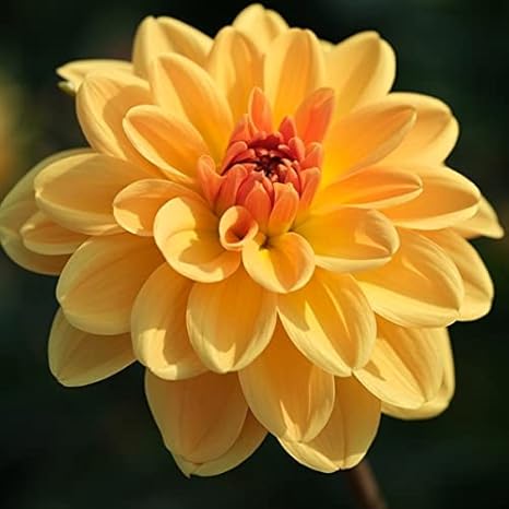 Amazon ダリア 球根 小舟 小輪 1球 春植え球根 ダリアの球根 国華園 22年春商品 球根