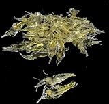 10 Pcs Soft Shrimp Bait Fishing Gear Simulation Fake Bait Grass Shrimp Lures Cost-Effective Convenient Soft Lures, Baits and Attractants（4cm）