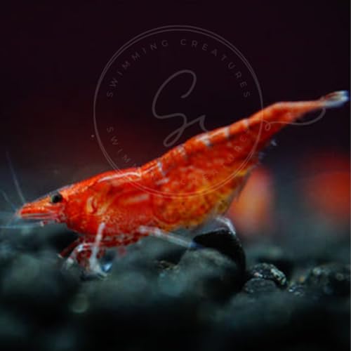 Image of Swimming Creatures Freshwater Aquarium Shrimp - A Perfect Combo to Brighten Your Aquarium! (20 RED Cherry + 1 Mystery Snail)