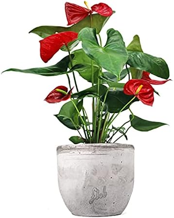 Anthurium Rosso Altezza 45 cm, Pianta Vera, Pianta da Interno, Vaso Artigianale in Cemento