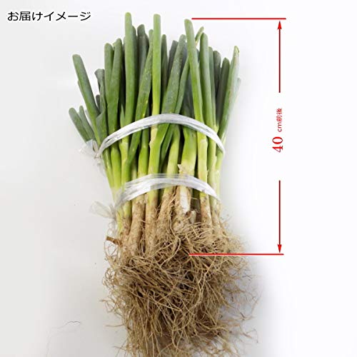 Amazon.co.jp: ねぎ ホワイトスター 抜き 大苗（40cm前後にカット） 50