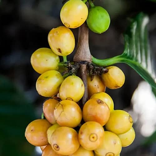 Baraba Fruit Tree Live Plant Amazon.in Garden & Outdoors